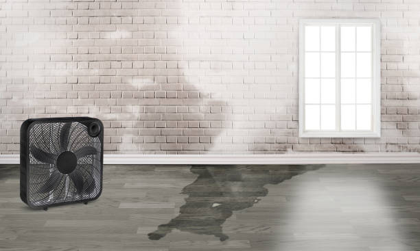 Best Water damage cleanup near me  in Fanwood, NJ